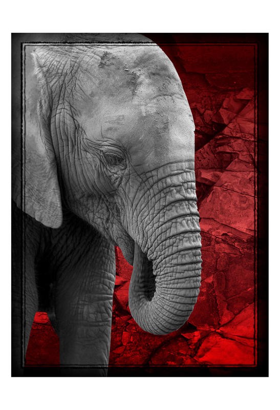 F+S Parker, NOBLE III (Elefant, Großwild, Tiere, Colorspot, roter Hintergrund, Fotokunst, Tierportrait, Wunschgröße, Treppenhaus, Wohnzimmer, schwarz/weiß/rot)