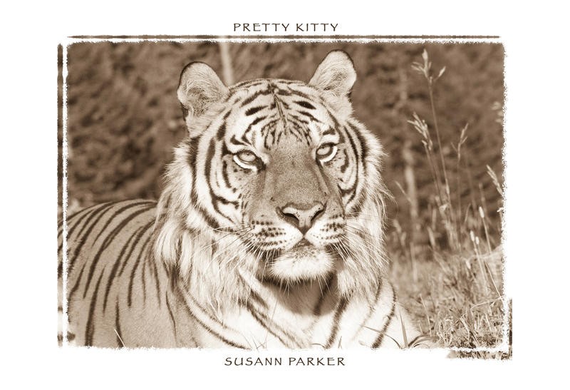 F+S Parker, PRETTY KITTY I (Tiger, Gesicht, Fotokunst, Tier, Raubkatze, Tierportrait, Wunschgröße, Treppenhaus, Wohnzimmer, sepia)