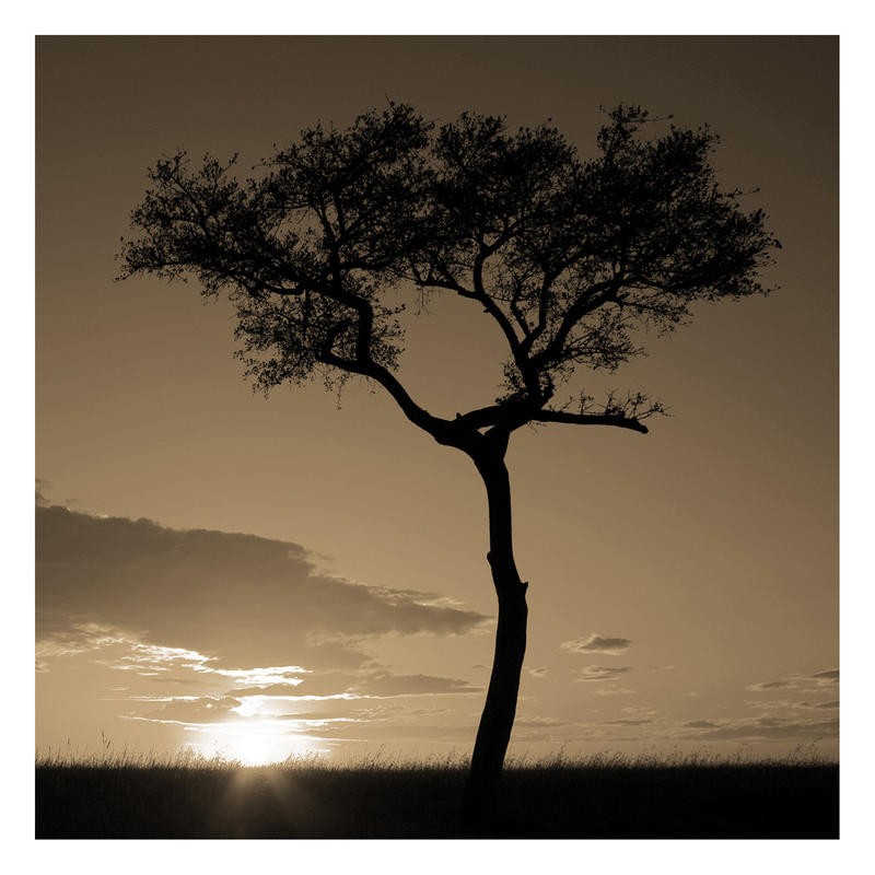 F+S Parker, SUNDOWN (Sonnenuntergang, Landschaft, Baum, Silhouette, Horizont, Fotokunst, Wunschgröße, Ruhe, Stille, Wohnzimmer, Schlafzimmr, grau/beige)