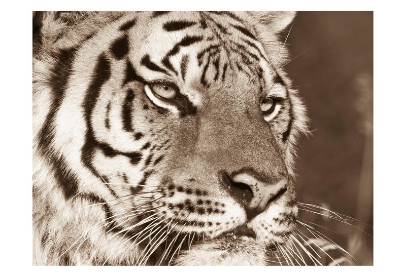 F+S Parker, PRETTY KITTY III (Tiger, Gesicht, Nahaufnahme, Fotokunst, Tier, Raubkatze, Tierportrait, Wunschgröße, Treppenhaus, Wohnzimmer, grau/beige)