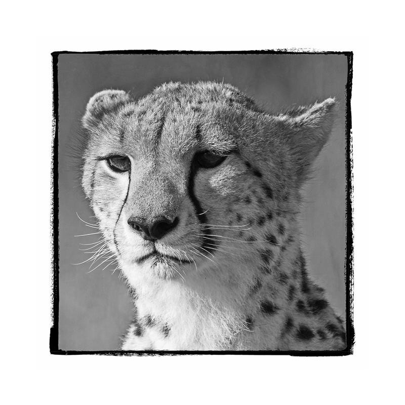 F+S Parker, CATASTIC I (Gepard, Gesicht, Nahaufnahme, Fotokunst, Tier, Raubkatze, Tierportrait, Wunschgröße, Treppenhaus, Wohnzimmer, schwarz/weiß)