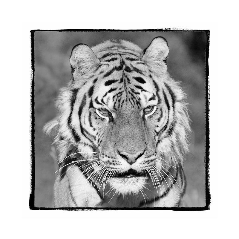 F+S Parker, CATASTIC II (Tiger, Gesicht, Nahaufnahme, Fotokunst, Tier, Raubkatze, Tierportrait, Wunschgröße, Treppenhaus, Wohnzimmer, schwarz/weiß)