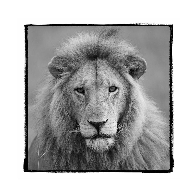 F+S Parker, CATASTIC III (Löwe, Löwenmähne, Gesicht, Nahaufnahme, Fotokunst, Tier, Raubkatze, Tierportrait, Wunschgröße, Treppenhaus, Wohnzimmer, schwarz/weiß)