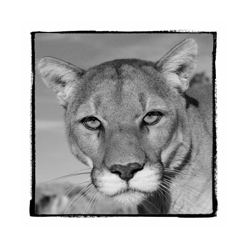 F+S Parker, CATASTIC IV (Löwin, Gesicht, Nahaufnahme, Fotokunst, Tier, Raubkatze, Tierportrait, Wunschgröße, Treppenhaus, Wohnzimmer, schwarz/weiß)