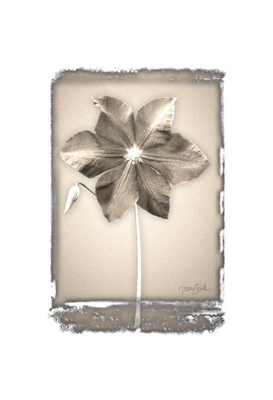 Diane Stimson, BEIGE IN BEIGE CLEMATIS (BLUMEN)