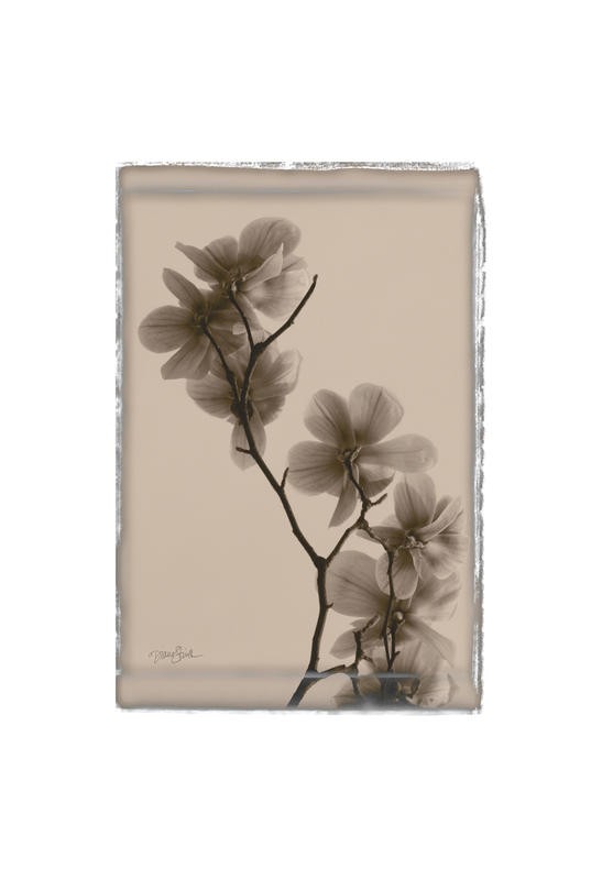 Diane Stimson, BEIGE IN BEIGE MAGNOLIAS (BLUMEN)