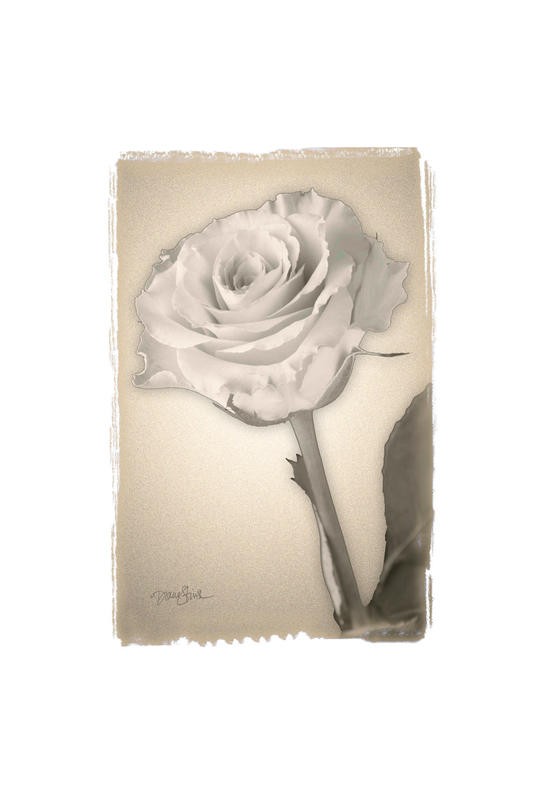 Diane Stimson, BEIGE IN BEIGE ROSE (BLUMEN)