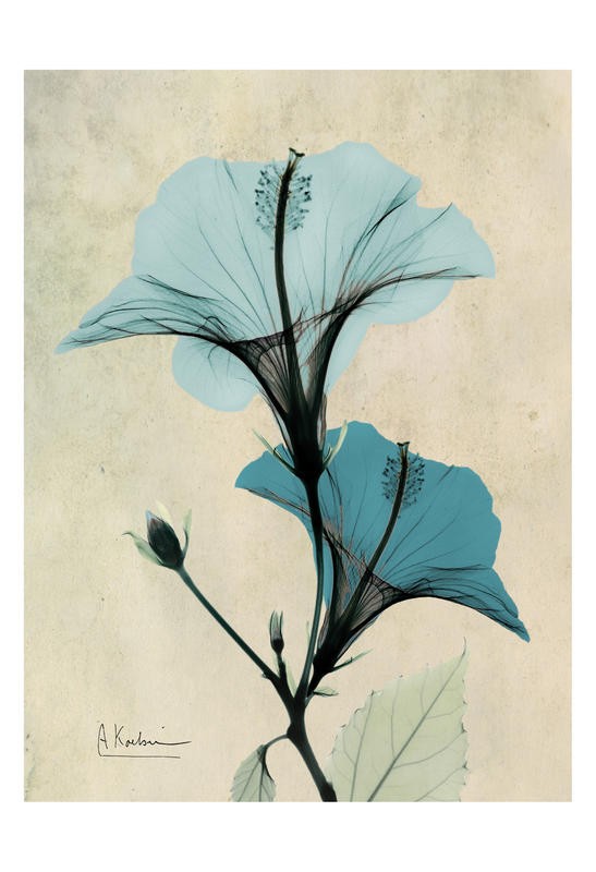 Albert Koetsier, BLUE DARK BRIGHT I (X-RAY)