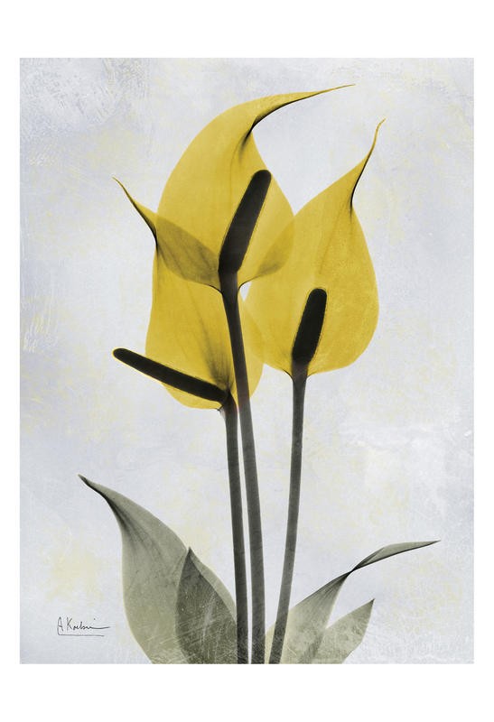 Albert Koetsier, DUO IN YELLOW I (X-RAY)