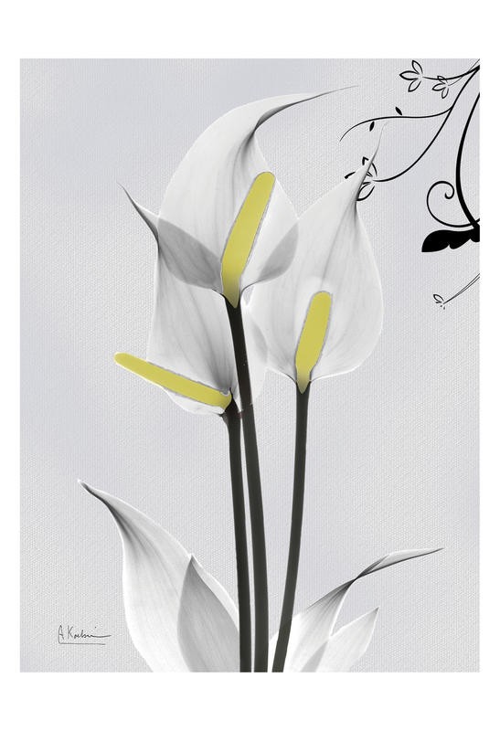 Albert Koetsier, DUO IN WHITE I (X-RAY)