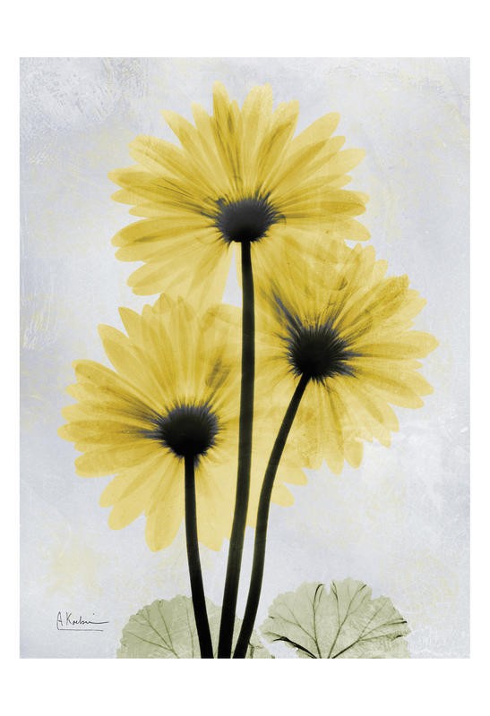 Albert Koetsier, DUO IN YELLOW II (X-RAY)