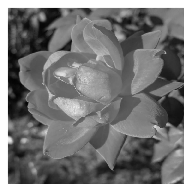 Sheldon Lewis, BLACK ROSE II (Blume, Rose, Blüte, Blütenbläter, fotokunst, wohnzimmer, Treppenhaus, Wunschgröße, schwarz/weiß)