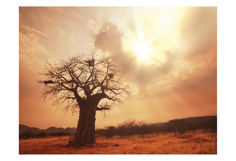 Tony Pazan, TWILIGHT (Landschaft, Sonnenuntergang, Baum, Dämmerung, Köcherbaum, Wunschgröße, Fotokunst, Wohnzimmer)