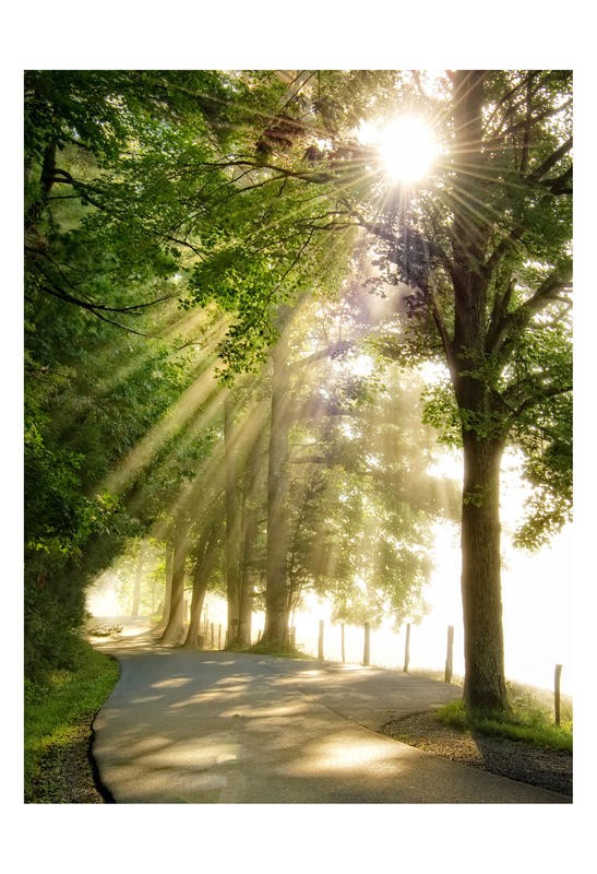 Danny Head, MORNING FRESH (Landschaft, Bäume, Weg, Sonnenstrahlen, Morgen, Frische, Fotokunst, Wunschgröße, Wohnzimmer, Treppenhaus, Arztpraxis, bunt)