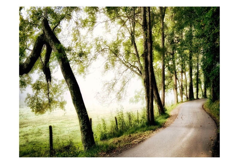 Danny Head, ONE LANE ROAD II (Landschaft, Bäume, Straße, einsam, Fotokunst, Wunschgröße, Wohnzimmer, Treppenhaus, Arztpraxis, bunt)