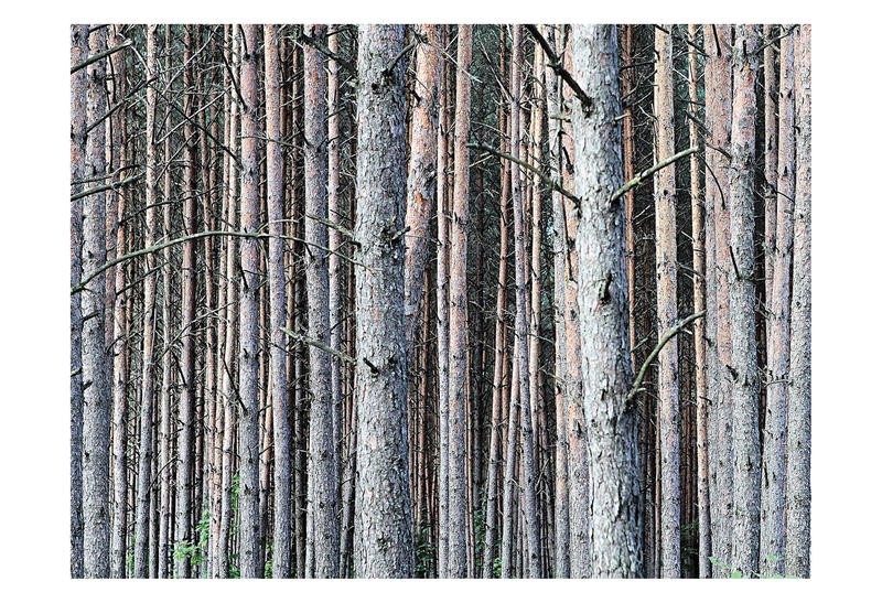 Sandro De Carvalho, FIR FOREST (Bäume, Baumstämme, Tannen, Rinde, Wald, Fotokunst, Wunschgröße, Wohnzimmer, Büro, Treppenhaus, bunt)