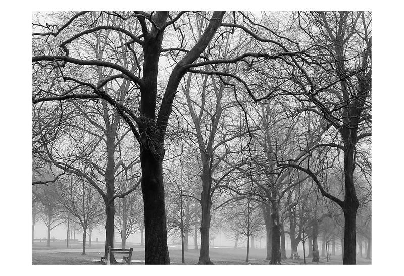 Sandro De Carvalho, THE WINTER PARK (Park, Bäume, Winter, kahl, einsam, menschenleer, Dunst,  Fotokunst, Wunschgröße, Wohnzimmer, Treppenhaus, schwarz/weiß)