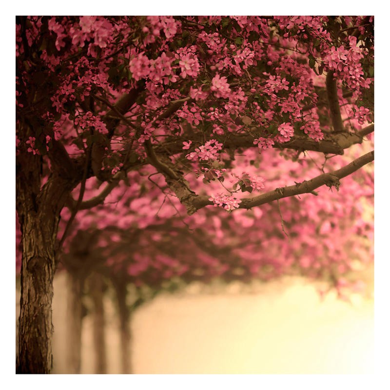 Tracey Telik, CHERRY BLOSSOM LANE I (Bäume, Blüten, Kirschblüte, Frühling, Botanik, Wunschgröße, Wohnzimmer, Fotokunst,  rosa/pink)