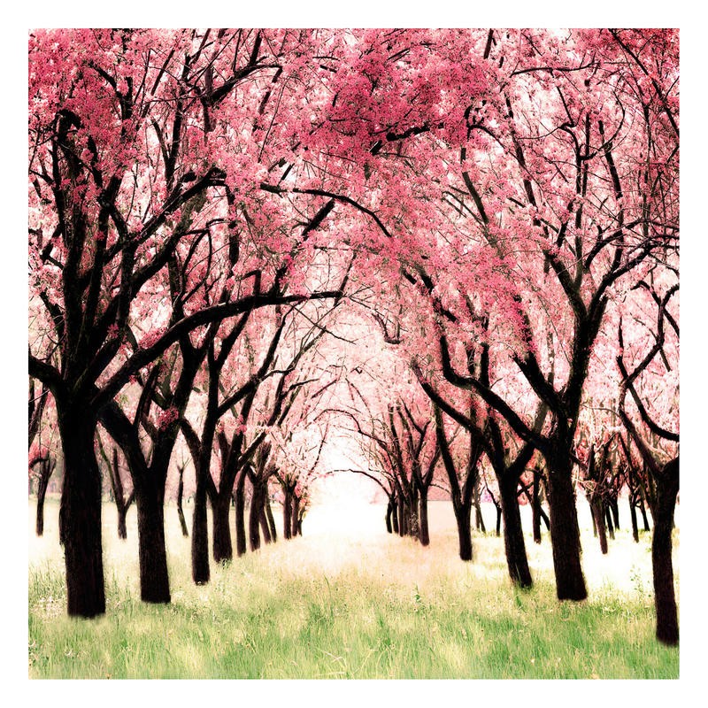 Tracey Telik, CHERRY BLOSSOM LANE II (Park, Garten, Bäume, Blüten, Kirschblüte, Frühling, Botanik, Wunschgröße, Wohnzimmer, Fotokunst,)