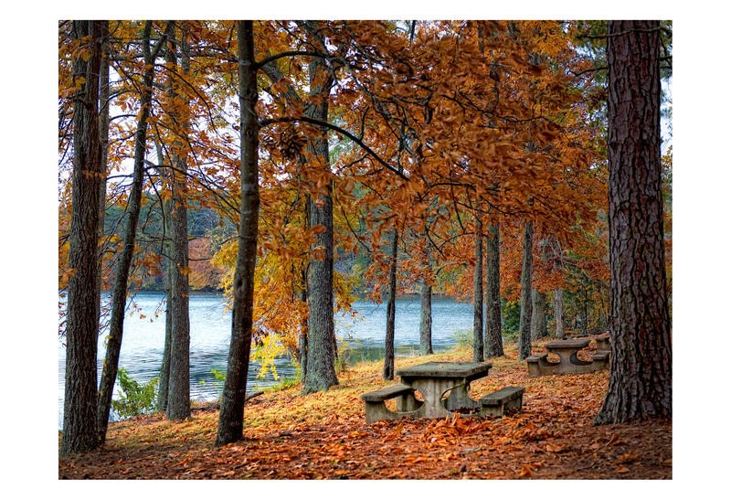 Danny Head, NO PICNIC (Landschaft, Park, Herbst, Jahreszeit, Laub, Einsam, verlassen, Stille, Picnicplatz, See, Wunschgröße, Fotografie, Wohnzimmer, Treppenhaus, herbstfarben, bunt)