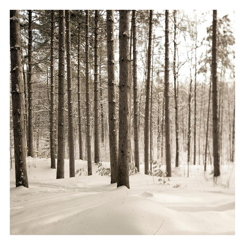 Tracey Telik, PINES (Wald, Bäume, Winter, Schnee, Jahreszeit, Botanik, Pflanzen, Wunschgröße, Wohnzimmer, Fotokunst, schwarz/weiß)