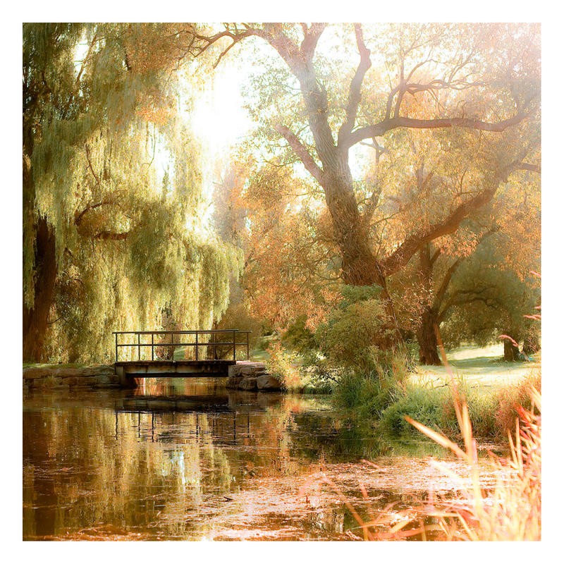 Tracey Telik, JUMPER III (Park, Hyde Parc, New York, Bäume, Teich, Herbst, Natur, Sonnenlicht,  Botanik, Wunschgröße, Wohnzimmer, Fotokunst,)