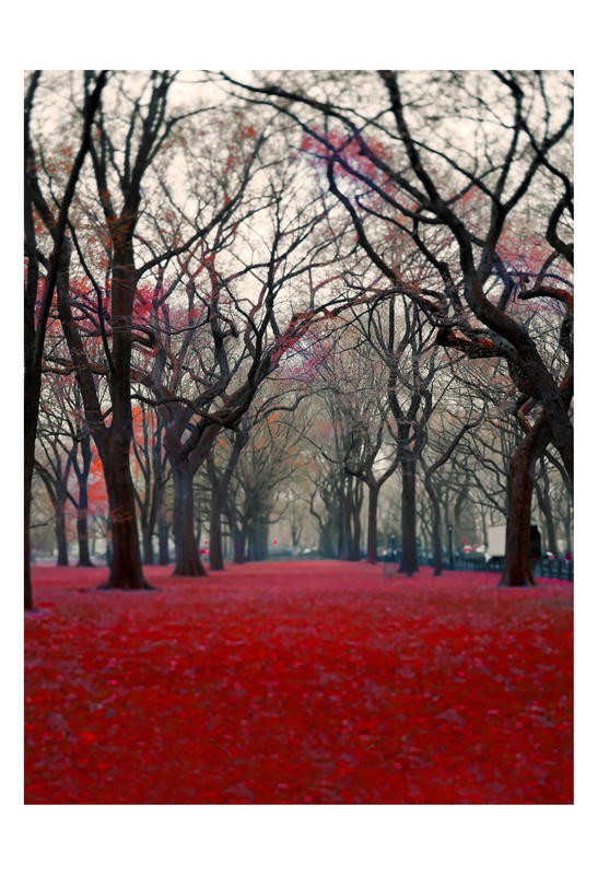 Tracey Telik, FAIRY TALE FOREST VII (Park, Garten, Landschaft, Bäume, knorrig, Baumreihen, rote Blätter,  Wunschgröße,   Wohnzimmer, Fotokunst,)