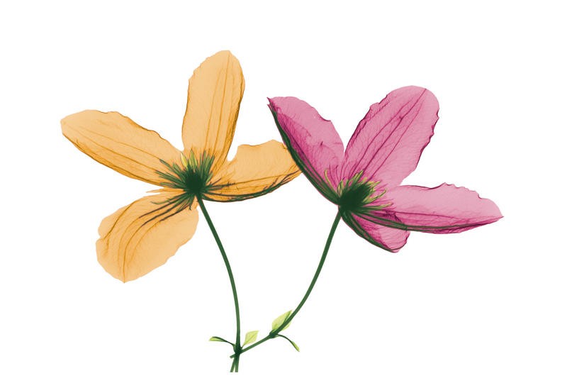Albert Koetsier, SPRING I (X-RAY)