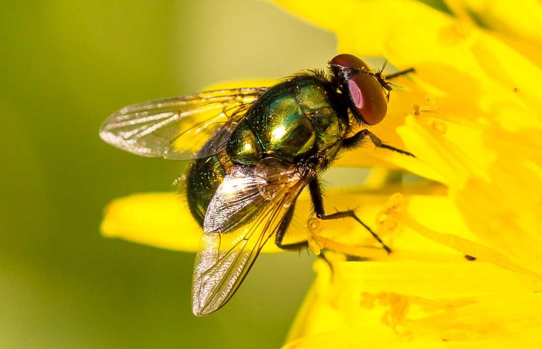 Conny Krakowski, Die Schönheit der Fliegen (Biene,Fliege, Schmeißfliege, Stubenfliege, Insekt, Sommer, Flügeltier, Leben,Makroaufnahme, Macro, Fotografie,)