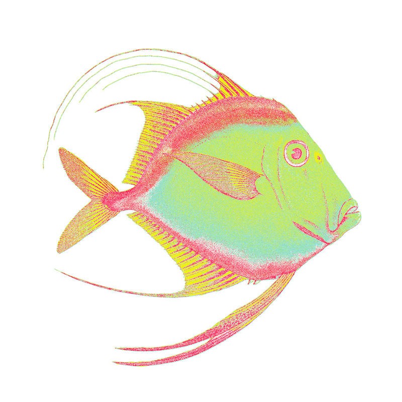 Sheldon Lewis, COLORFUL FISH II (Fisch, Meerestier, maritim, Grafik, Wunschgröße, Badezimmer, Treppenhaus, bunt)
