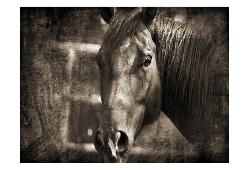 Suzanne Foschino, BLACK HORSE (Pferd, Rappe, Tierportrait, Nutztier, Fotokunst, Treppenhaus, Wohnzimmer, Wunschgröße, sepia)
