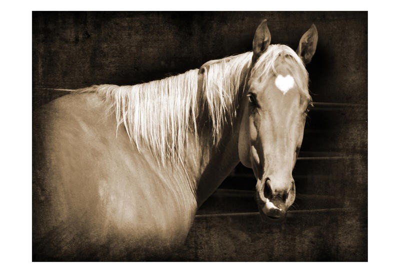 Suzanne Foschino, HEART HORSE I (Pferd, Stirnfleck, Blume, Herz, Tierportrait, Nutztier, Fotokunst, Treppenhaus, Wohnzimmer, Wunschgröße, sepia)