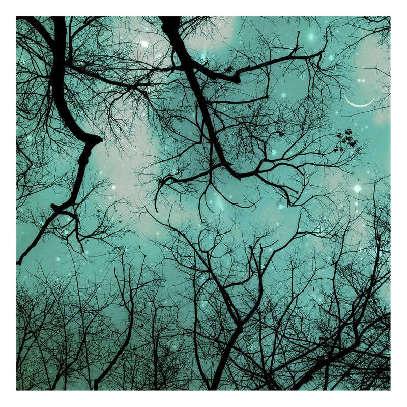 Tracey Telik, HEAVEN BLUE (Bäume, Äste, Himmel, Nachthimmel, Perspektive, Untersicht, Aufstreben, Silhouetten, Fotokunst, Wunschgröße, Wohnzimmer, Schlafzimmer, schwarz/türkis)