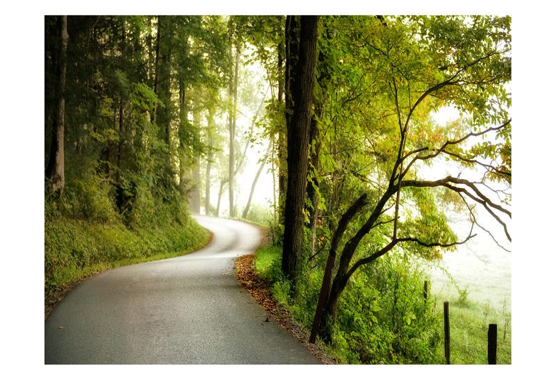 Danny Head, ONE LANE ROAD I (Landschaft, Bäume, Straße, einsam, Fotokunst, Wunschgröße, Wohnzimmer, Treppenhaus, Arztpraxis, bunt)