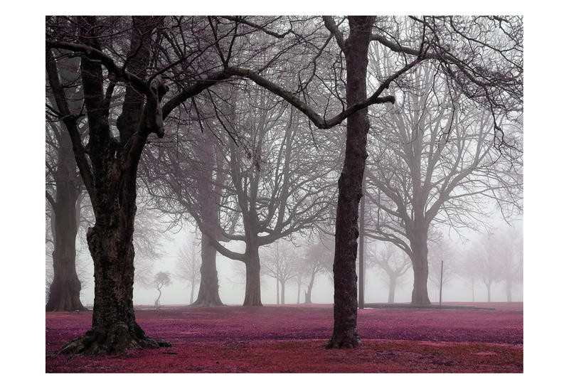 Sandro De Carvalho, AUTUMN WITH RED (Park, Bäume, Herbst, Nebel, Dunst,  Fotokunst, Wunschgröße, Wohnzimmer, Büro, Treppenhaus, bunt, pink)