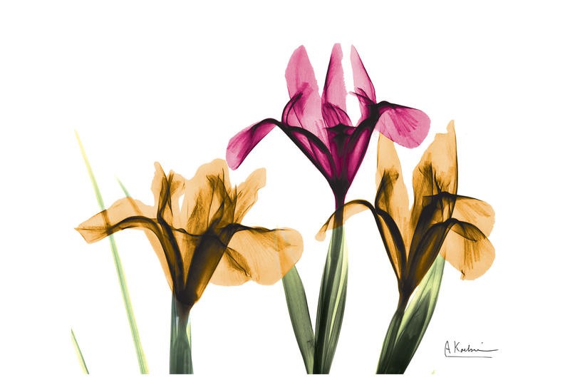 Albert Koetsier, SPRING II (X-RAY)
