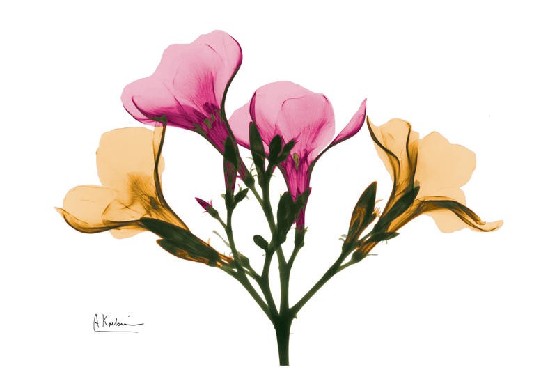 Albert Koetsier, SPRING III (X-RAY)