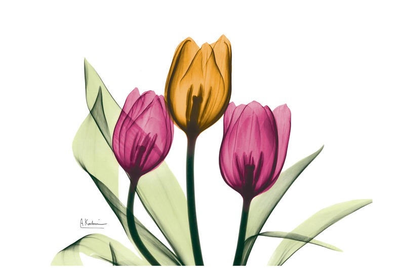 Albert Koetsier, SPRING IV (X-RAY)