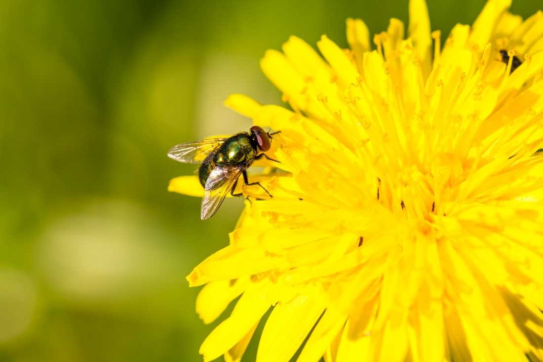 Conny Krakowski, Besucher (Biene,Fliege, Schmeißfliege, Stubenfliege, Insekt, Sommer, Flügeltier, Leben,Makroaufnahme, Macro, Fotografie)