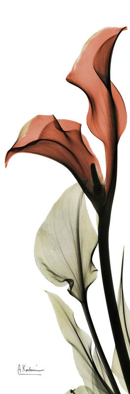 Albert Koetsier, SOFT CALLA RED II (X-RAY)