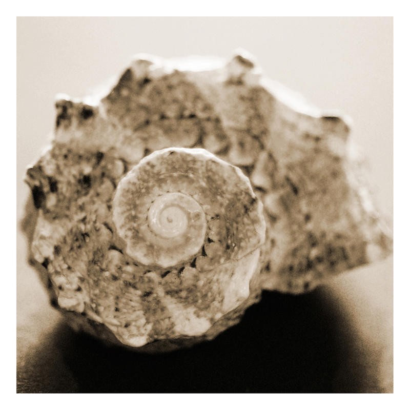 Suzanne Foschino, CURLY SHELL I (Schnecke, Schneckenhaus, Seeschnecke, Nahaufnahme, maritim, Wohnzimmer, Treppenhaus, Badezimmer, Fotokunst, Wunschgröße, sepia)