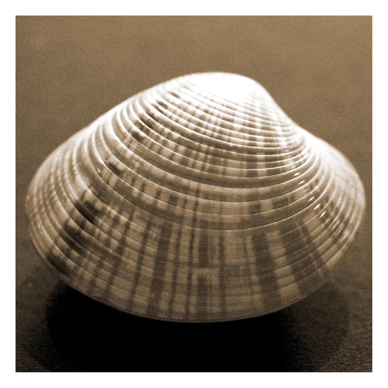 Suzanne Foschino, CURLY SHELL II (Muschel, Muschelschale,  Nahaufnahme, maritim, Wohnzimmer, Treppenhaus, Badezimmer, Fotokunst, Wunschgröße, sepia)