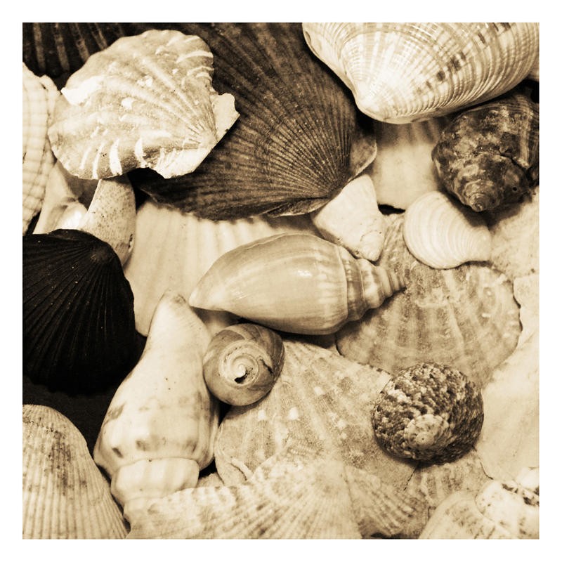 Suzanne Foschino, SEA SHELLS I (Schnecke, Schneckenhäuser, Muscheln, Seeschnecken, Nahaufnahme, maritim, Wohnzimmer, Treppenhaus, Badezimmer, Fotokunst, Wunschgröße, sepia)
