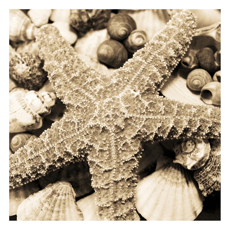 Suzanne Foschino, SEA SHELLS II (Seestern, Schnecken, Muscheln, Schneckenhäuser, Seeschnecken, Nahaufnahme, maritim, Wohnzimmer, Treppenhaus, Badezimmer, Fotokunst, Wunschgröße, sepia)