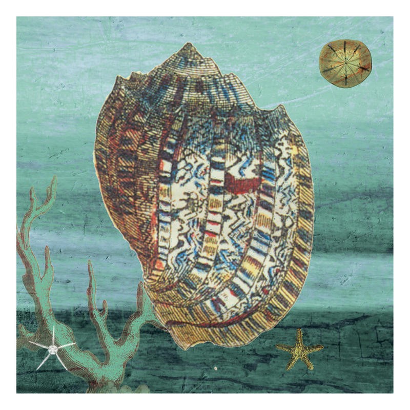 Sheldon Lewis, OCEAN BALANCE I (Muschel, Schneckenhaus, Meeresschnecke, Jeans, Struktur,  maritim, Meerestiere, Grafik, Badezimmmer, Treppenhaus, Wunschgröße,)