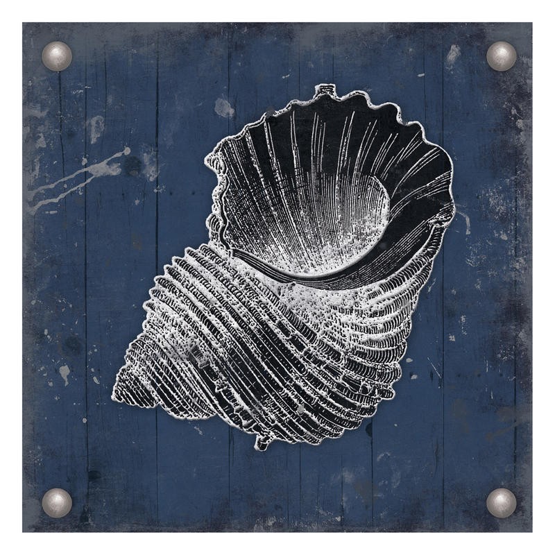 Jace Grey, SILVER SHELLS II (MARITIM)
