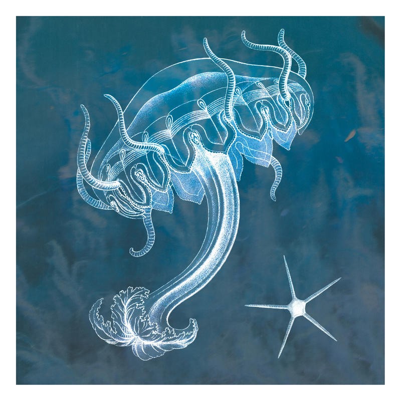 Tina Carlson, JELLY IN BLUE I (Qualle, Meerestier, Studie, Grafik, Wunschgröße, Wohnzimmer, Treppenhaus, Badezimmer, blau/beige)