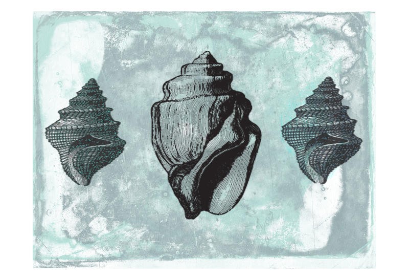 Sheldon Lewis, MUSSEL II (Muschel, Schneckenhaus, Meeresschnecken, maritim, Meerestiere, Grafik, Badezimmmer, Treppenhaus, Wunschgröße, grau)
