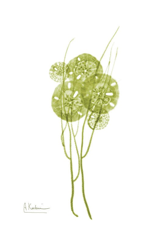 Albert Koetsier, SEA GRASS GREEN III (X-RAY)