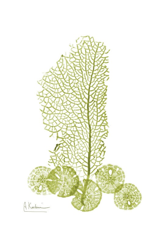 Albert Koetsier, SEA GRASS GREEN I (X-RAY)